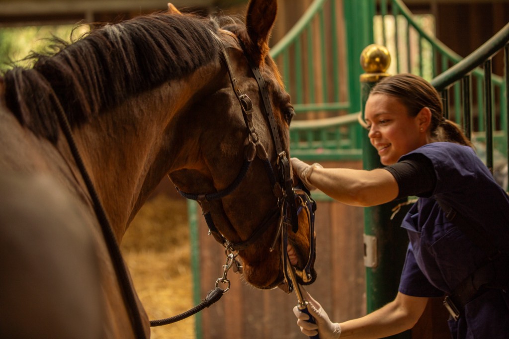 Zoé HOGEDEZ, technicien dentaire équin (dentiste pour chevaux) - intervention à domicile