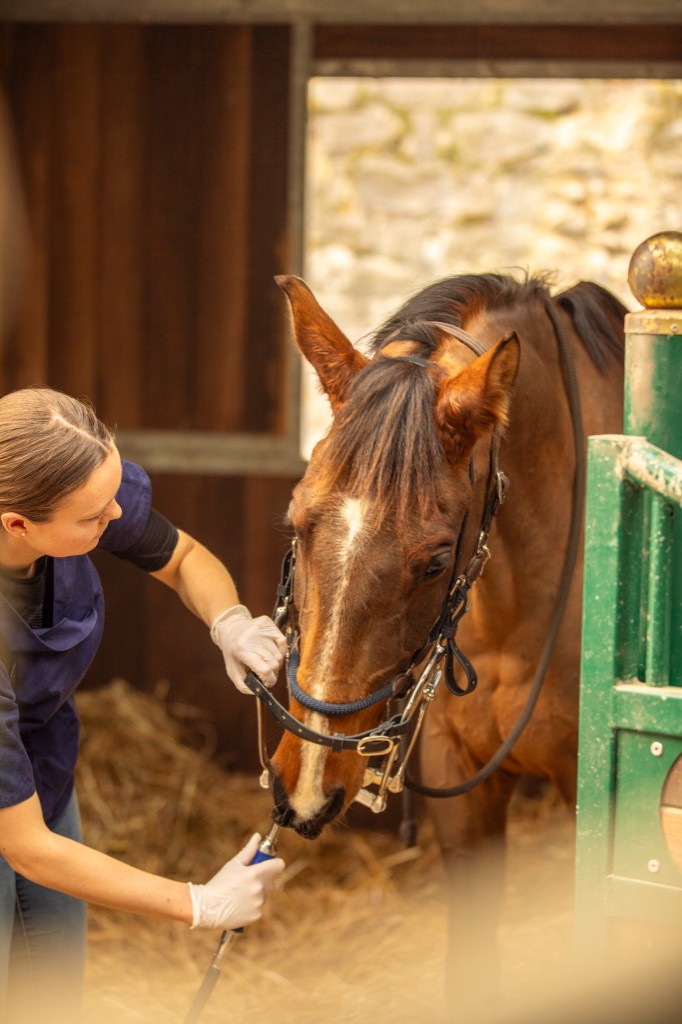 Zoé HOGEDEZ, technicien dentaire équin (dentiste pour chevaux) - intervention à domicile